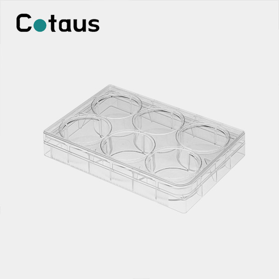 6 Well Cell Culture Plate